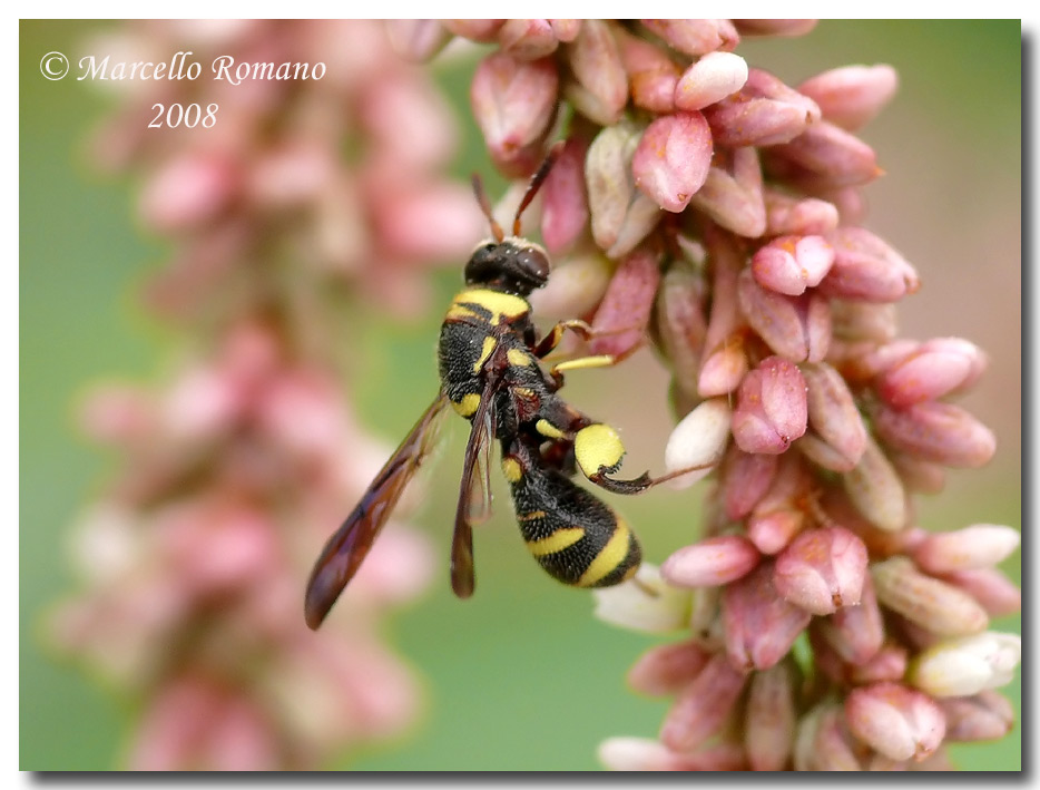 Dall''acropoli selinuntina: 1. Leucospis brevicauda